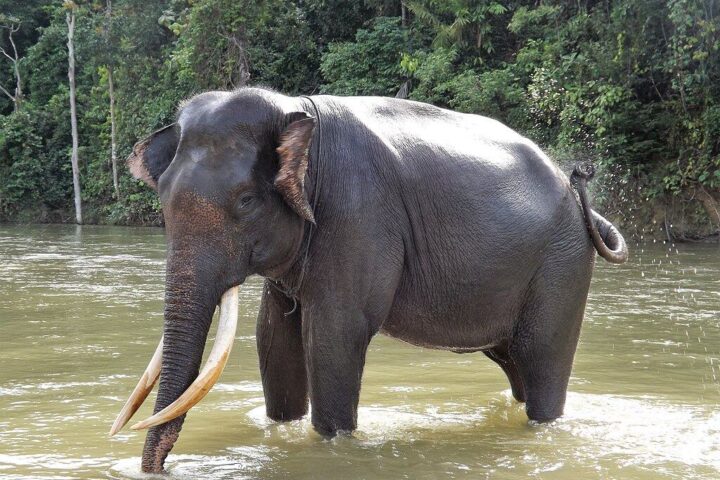 Representative Image. Elephant Sumatra. Photo Source: Léodras (CC BY-SA 4.0)