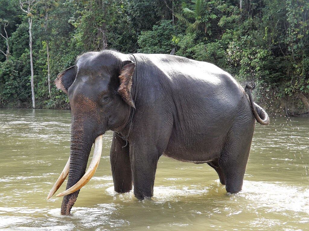 Representative Image. Elephant Sumatra. Photo Source: Léodras (CC BY-SA 4.0)