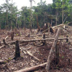 Representative Image. Slash and burn agriculture in the Amazon. Photo Source: Matt Zimmerman (CC BY 2.0)