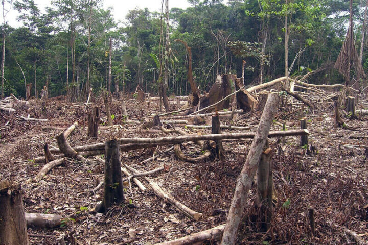 Representative Image. Slash and burn agriculture in the Amazon. Photo Source: Matt Zimmerman (CC BY 2.0)