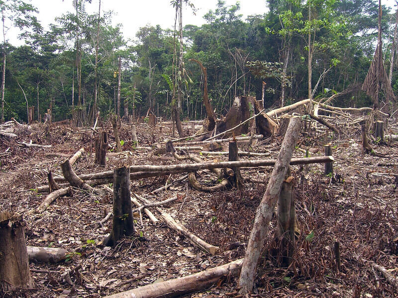 Representative Image. Slash and burn agriculture in the Amazon. Photo Source: Matt Zimmerman (CC BY 2.0)