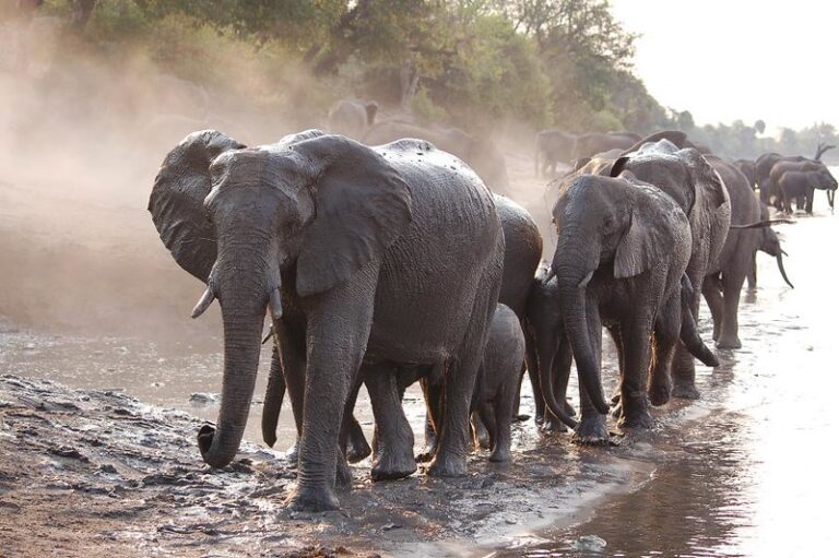 Representative Image. Elephants Walking Along River in Botswana. Photo Source: USAID Biodiversity and Forestry (CC BY-NC 2.0)