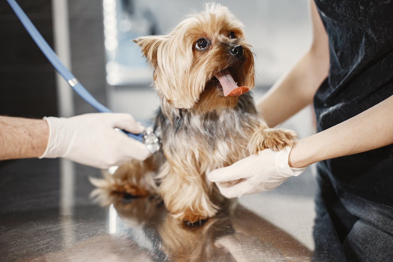 Representative Image. A dog having the medical check-up. Photo Source: Gustavo Fring (Pexels)