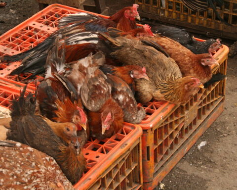 Representative Image. Bird Flu. Photo Source: Laughlin Elkind (CC BY 2.0)