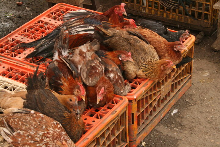 Representative Image. Bird Flu. Photo Source: Laughlin Elkind (CC BY 2.0)