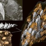 Fossilized Dinosaur Dung Sheds Light on Ancient Diets