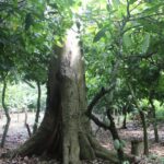 Cocoa plant with shade tree