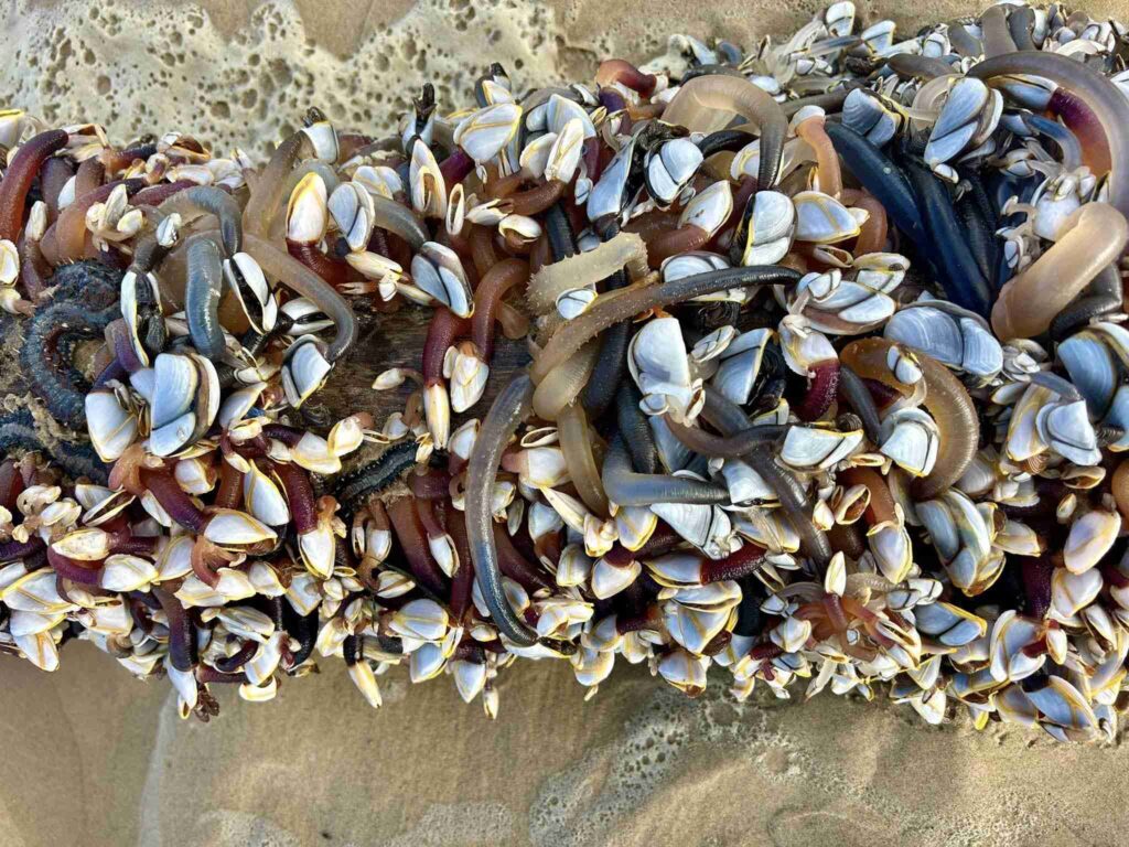 Gooseneck Barnacles. Photo Source: Susan McCarthy (Facebook)