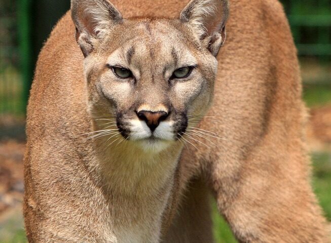 Representative Image. Close-up of cougar with intense stare and tan-colored fur. Photo Source: PxHere