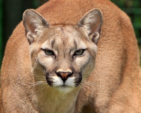 Representative Image. Close-up of cougar with intense stare and tan-colored fur. Photo Source: PxHere