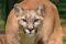 Representative Image. Close-up of cougar with intense stare and tan-colored fur. Photo Source: PxHere