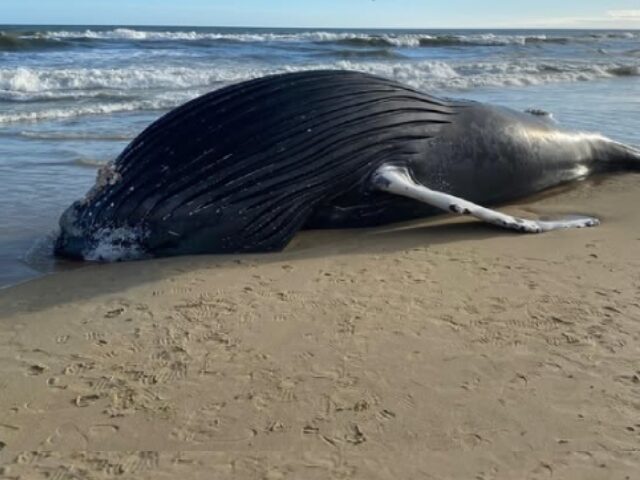 Humpback Whale Strands in Kitty Hawk_ Investigation Underway (Poster Image)