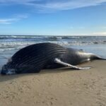 This morning we were notified that a whale has washed up near the Bennett Street Beach Access. Wildlife authorities have been contacted for assistance. Please do not touch the whale. Thank you to our community for reporting the incident. Photo Source: Kitty Hawk Police Department