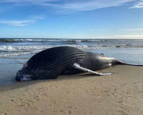 This morning we were notified that a whale has washed up near the Bennett Street Beach Access. Wildlife authorities have been contacted for assistance. Please do not touch the whale. Thank you to our community for reporting the incident. Photo Source: Kitty Hawk Police Department