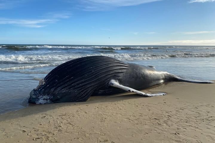 This morning we were notified that a whale has washed up near the Bennett Street Beach Access. Wildlife authorities have been contacted for assistance. Please do not touch the whale. Thank you to our community for reporting the incident. Photo Source: Kitty Hawk Police Department