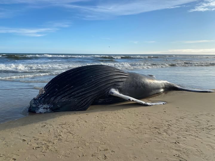 This morning we were notified that a whale has washed up near the Bennett Street Beach Access. Wildlife authorities have been contacted for assistance. Please do not touch the whale. Thank you to our community for reporting the incident. Photo Source: Kitty Hawk Police Department