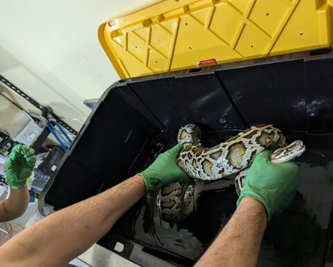 UF/IFAS scientists develop groundbreaking method for detecting DNA of invasive snakes in Florida