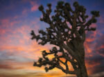 Joshua Tree. Photo Source: California Department of Fish & Wildlife