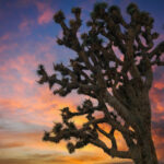 Joshua Tree. Photo Source: California Department of Fish & Wildlife