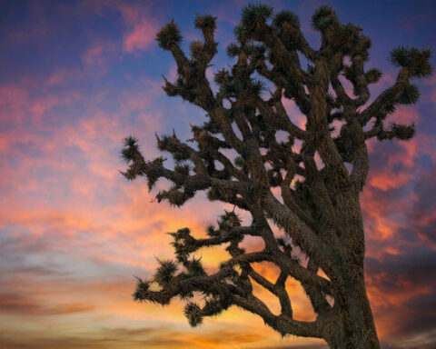 Joshua Tree. Photo Source: California Department of Fish & Wildlife