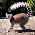 Representative Image. Ring-tailed Lemur (Lemur catta), Isalo National Park, Madagascar. Photo Source: GRID-Arendal (CC BY-NC-SA 2.0)