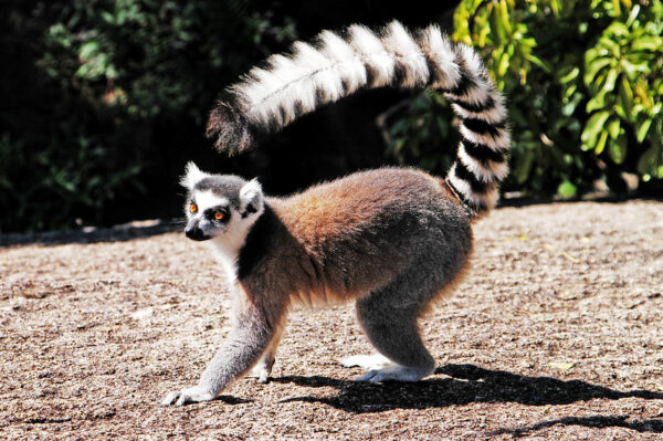 Representative Image. Ring-tailed Lemur (Lemur catta), Isalo National Park, Madagascar. Photo Source: GRID-Arendal (CC BY-NC-SA 2.0)