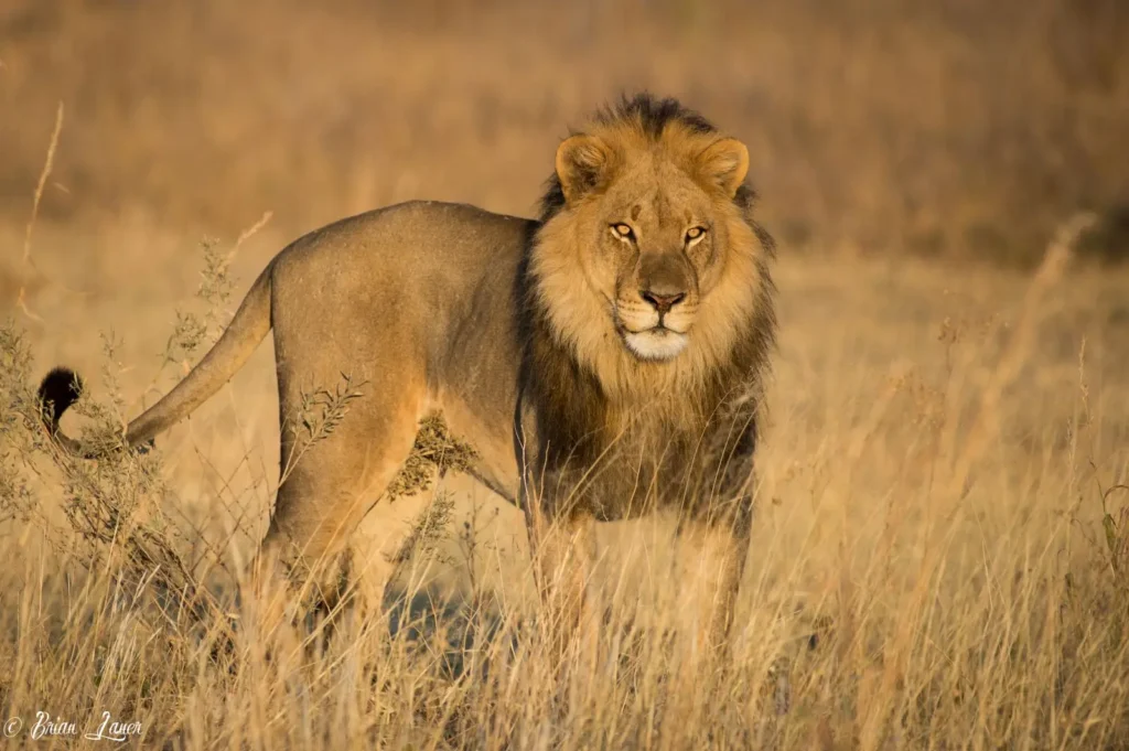 Representative Image. Lion. Photo Source: Animalia (CC BY-SA 3.0)