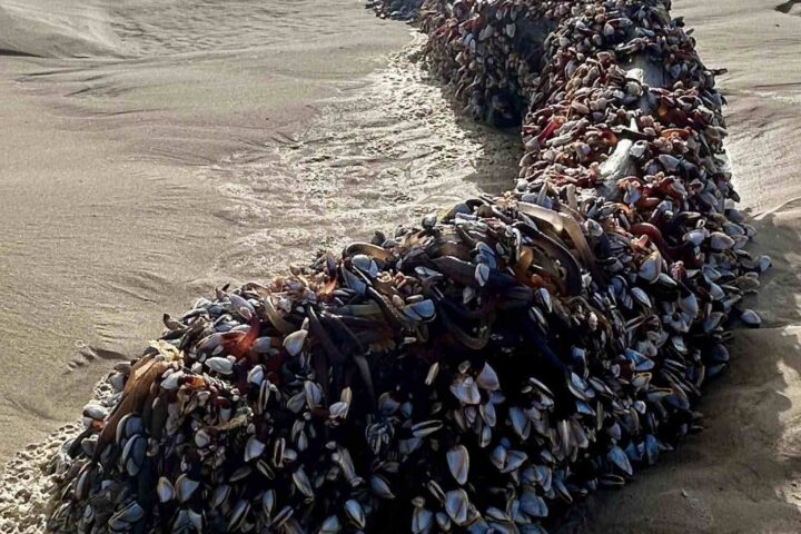 Log with Gooseneck Barnacles Attached. Photo Source: Susan McCarthy (Facebook)