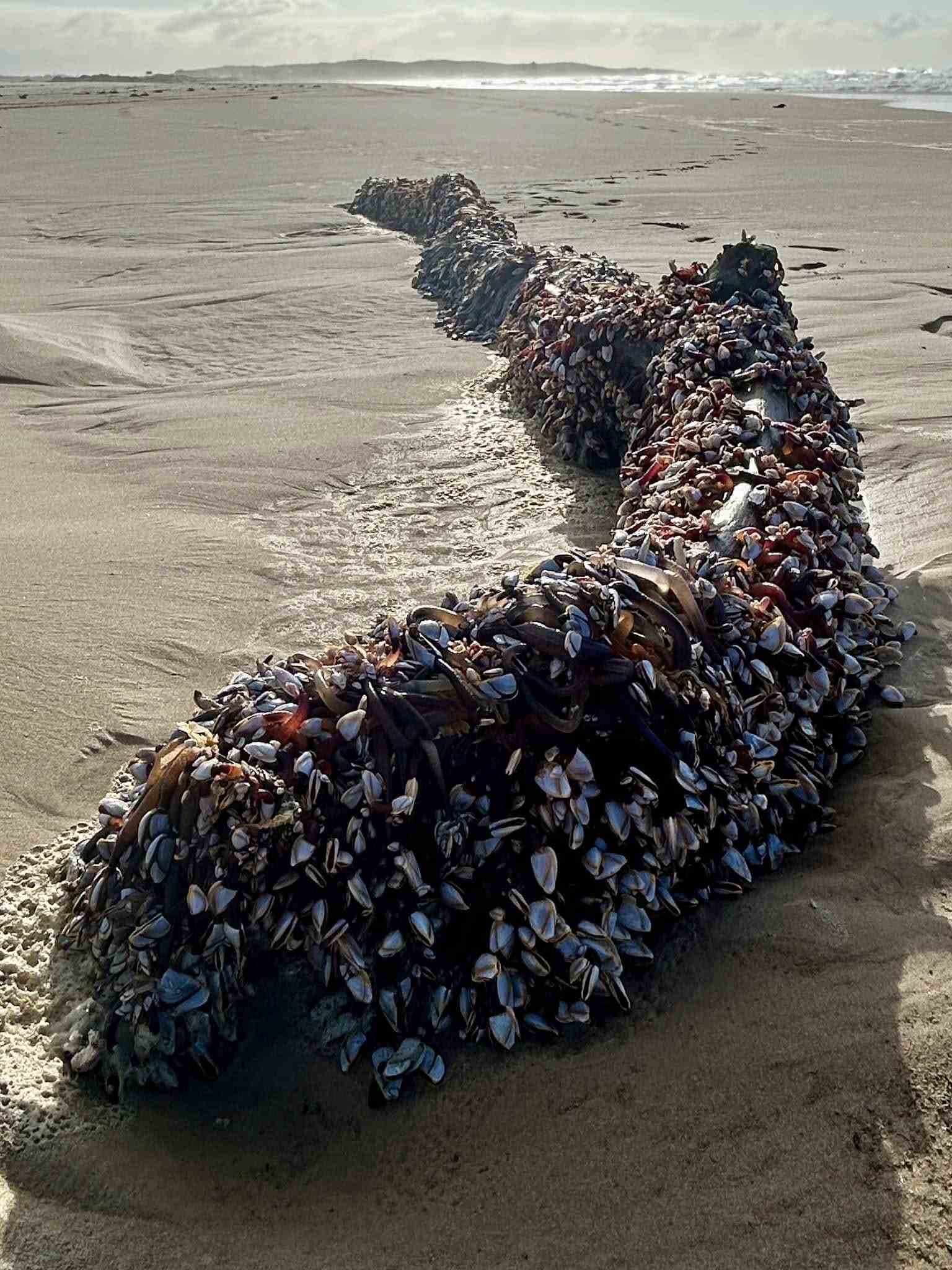 Log with Gooseneck Barnacles Attached. Photo Source: Susan McCarthy (Facebook)