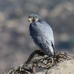 Representative Image. Peregrine Falcon (Falco peregrinus). Photo Credits: Jamie Chavez (CC BY-NC 2.0)