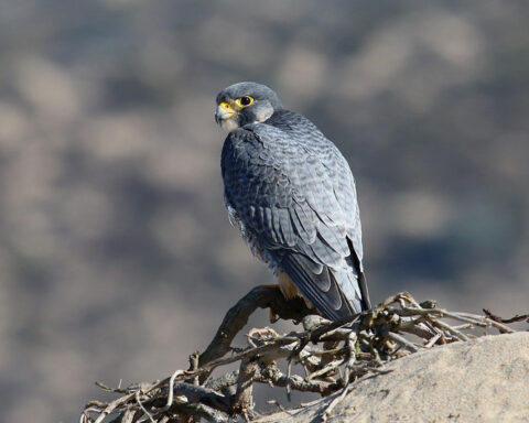 Representative Image. Peregrine Falcon (Falco peregrinus). Photo Credits: Jamie Chavez (CC BY-NC 2.0)