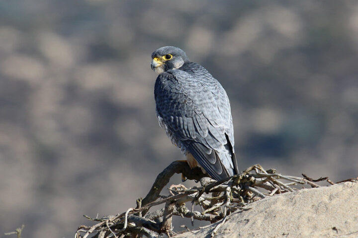 Representative Image. Peregrine Falcon (Falco peregrinus). Photo Credits: Jamie Chavez (CC BY-NC 2.0)