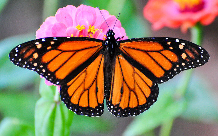 Representative Image. Monarch Butterfly. Photo Source: Peter Miller (CC BY-NC-ND 2.0)