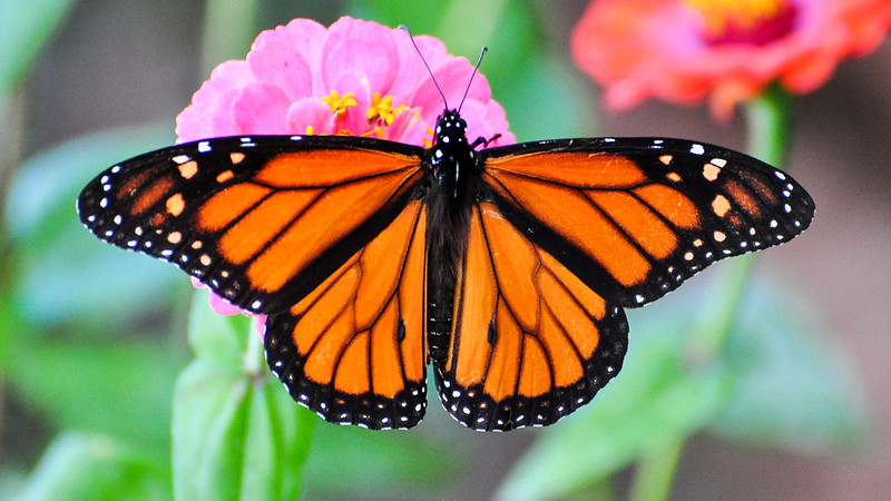 Representative Image. Monarch Butterfly. Photo Source: Peter Miller (CC BY-NC-ND 2.0)