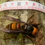 Representative Image. Asian Giant Hornet. Photo Source: Animalia (CC BY-SA 3.0)