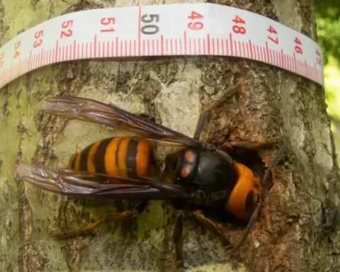 Representative Image. Asian Giant Hornet. Photo Source: Animalia (CC BY-SA 3.0)