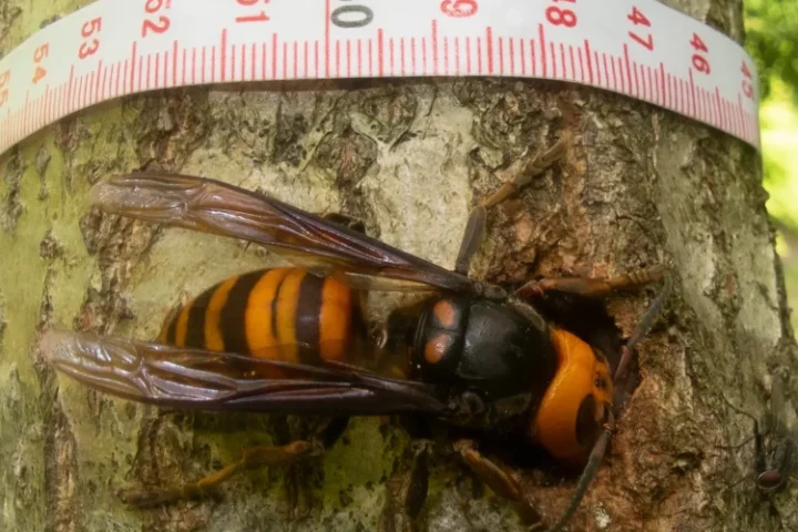 Representative Image. Asian Giant Hornet. Photo Source: Animalia (CC BY-SA 3.0)