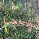 Native grasses, like wildrye, can help reduce the number and size of new buckthorn. Credit: Mike Schuster