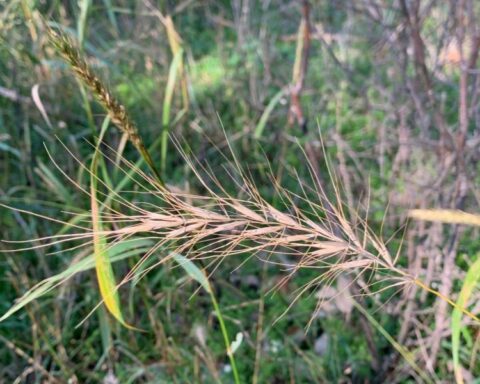 Native grasses, like wildrye, can help reduce the number and size of new buckthorn. Credit: Mike Schuster