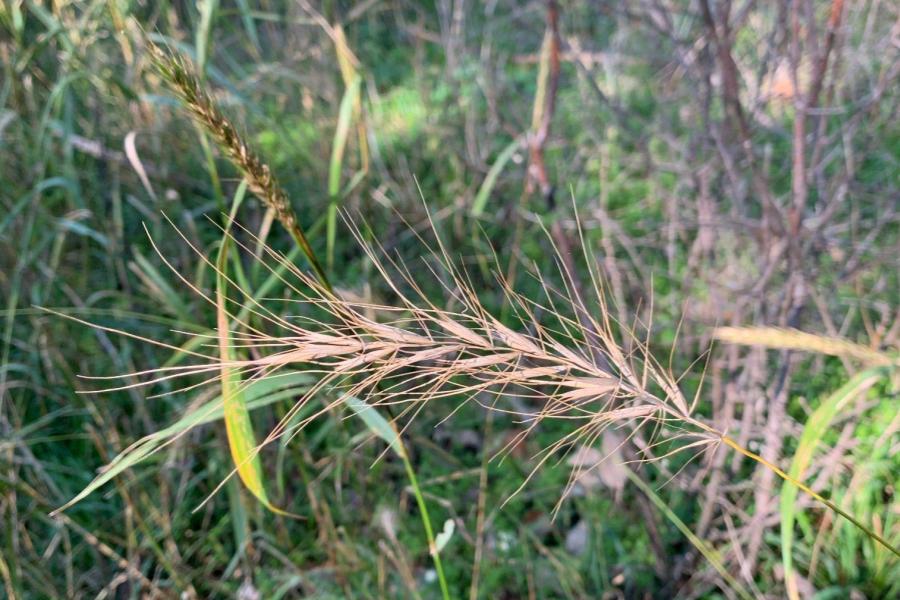 Native grasses, like wildrye, can help reduce the number and size of new buckthorn. Credit: Mike Schuster