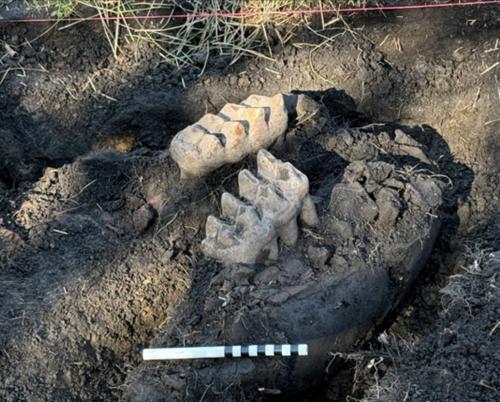 IRST MASTODON DISCOVERY IN OVER 11 YEARS: STUNNING PREHISTORIC FIND UNEARTHED IN ORANGE COUNTY, NEW YORK. Photo Source: New York State Museum