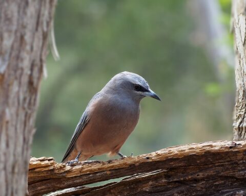 Representative Image. Australian Birds. Photo Source: Chris83au (CC BY 3.0)