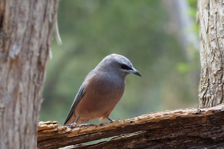 Representative Image. Australian Birds. Photo Source: Chris83au (CC BY 3.0)