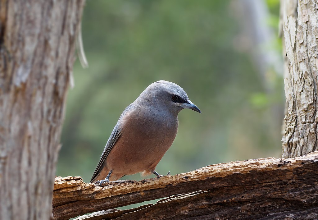 Representative Image. Australian Birds. Photo Source: Chris83au (CC BY 3.0)