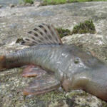 This ‘blob-headed’ fish (Chaetostoma sp.), also new to science, was a shocking discovery due to its enlarged blob-like head, a feature that the fish experts have never seen before. The function of this unusual structure remains a mystery. It is a type of bristlemouth armored catfish / Este pez «cabeza de calamardo» (Chaetostoma sp.), también nuevo para la ciencia, fue un descubrimiento impactante debido a su cabeza agrandada que se asemeja al famoso personaje de dibujos animados, una característica que los expertos en peces nunca habían visto antes. La función de esta inusual estructura sigue siendo un misterio. Se trata de un tipo de siluro acorazado de boca erizada ©CI/Robinson Olivera