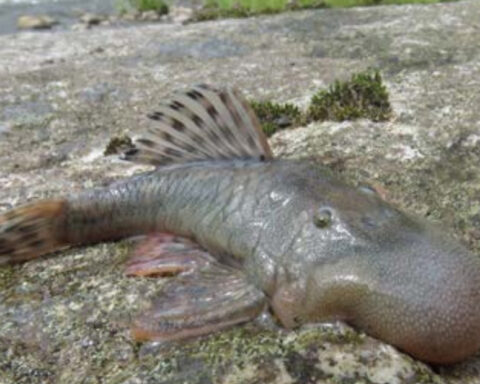 This ‘blob-headed’ fish (Chaetostoma sp.), also new to science, was a shocking discovery due to its enlarged blob-like head, a feature that the fish experts have never seen before. The function of this unusual structure remains a mystery. It is a type of bristlemouth armored catfish / Este pez «cabeza de calamardo» (Chaetostoma sp.), también nuevo para la ciencia, fue un descubrimiento impactante debido a su cabeza agrandada que se asemeja al famoso personaje de dibujos animados, una característica que los expertos en peces nunca habían visto antes. La función de esta inusual estructura sigue siendo un misterio. Se trata de un tipo de siluro acorazado de boca erizada ©CI/Robinson Olivera