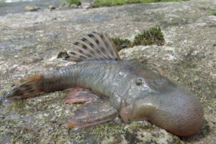 This ‘blob-headed’ fish (Chaetostoma sp.), also new to science, was a shocking discovery due to its enlarged blob-like head, a feature that the fish experts have never seen before. The function of this unusual structure remains a mystery. It is a type of bristlemouth armored catfish / Este pez «cabeza de calamardo» (Chaetostoma sp.), también nuevo para la ciencia, fue un descubrimiento impactante debido a su cabeza agrandada que se asemeja al famoso personaje de dibujos animados, una característica que los expertos en peces nunca habían visto antes. La función de esta inusual estructura sigue siendo un misterio. Se trata de un tipo de siluro acorazado de boca erizada ©CI/Robinson Olivera