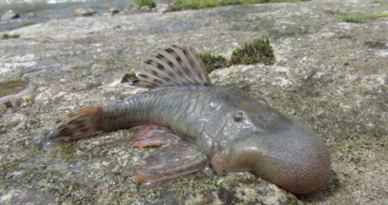 This ‘blob-headed’ fish (Chaetostoma sp.), also new to science, was a shocking discovery due to its enlarged blob-like head, a feature that the fish experts have never seen before. The function of this unusual structure remains a mystery. It is a type of bristlemouth armored catfish / Este pez «cabeza de calamardo» (Chaetostoma sp.), también nuevo para la ciencia, fue un descubrimiento impactante debido a su cabeza agrandada que se asemeja al famoso personaje de dibujos animados, una característica que los expertos en peces nunca habían visto antes. La función de esta inusual estructura sigue siendo un misterio. Se trata de un tipo de siluro acorazado de boca erizada ©CI/Robinson Olivera