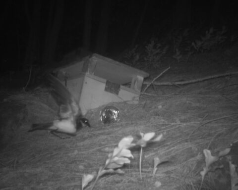 For the first time in 100+ years, Endangered Polynesian storm-petrels have returned to Kamaka Island in French Polynesia! Photo Source: @pacificrimeconservation (Instagram)