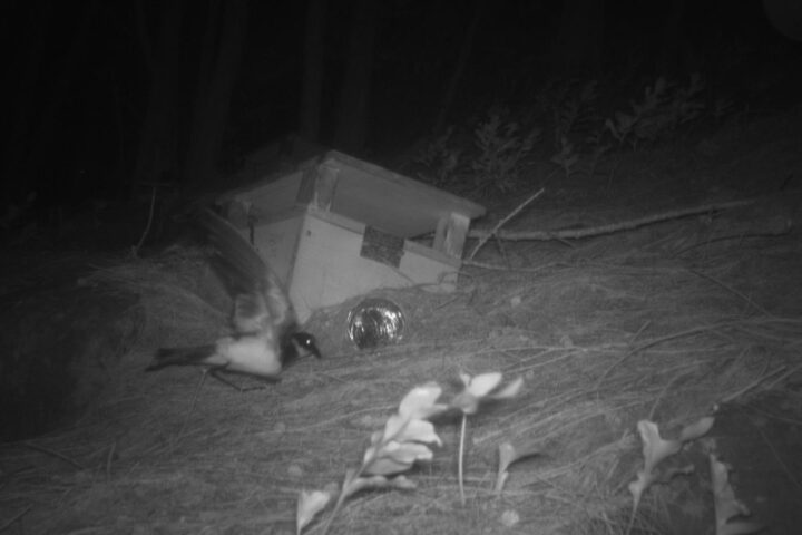 For the first time in 100+ years, Endangered Polynesian storm-petrels have returned to Kamaka Island in French Polynesia! Photo Source: @pacificrimeconservation (Instagram)